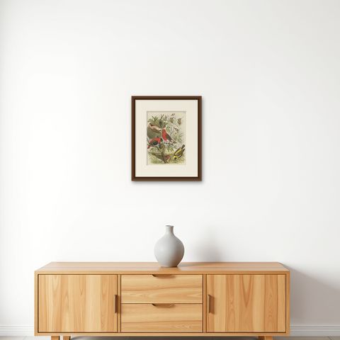 Decorative and Colourful Antique Bird Print of Weaverbirds, 1886, shown framed on a wall