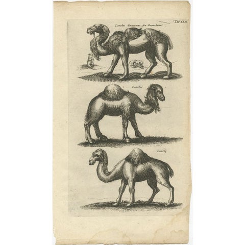 Original Antique Engraving of a Camel and Dromedary, 1657, view 2