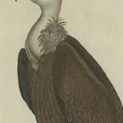 Antique Bird Print of a Vulture by Sepp & Nozeman, 1829, close-up 1