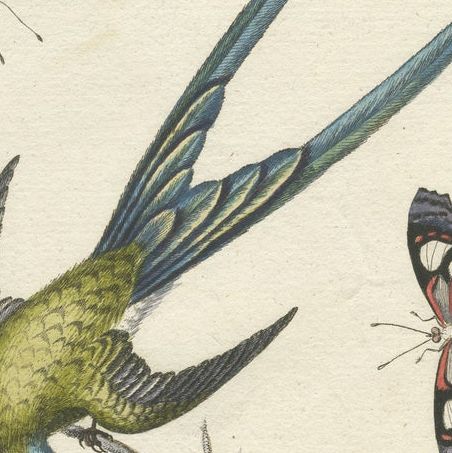 Long-Tailed Green Hummingbird Engraving by J.M. Seligmann after Edwards, ca.1770, close-up 6