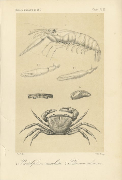 Antique Scientific Print of Sumatran Crab and Prawn, Midden-Sumatra c.1887, view 2
