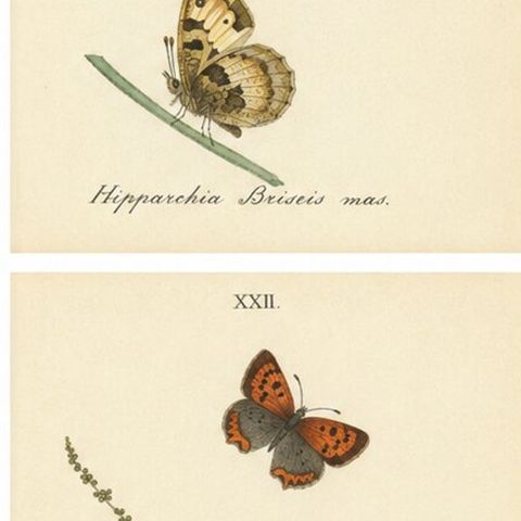 Cabinet-Size British Butterfly Engravings by Jardine & Lizars, 1835, close-up 2
