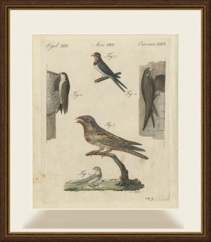 Swallows, Swifts and Nightjar, Antique Bertuch Print, circa 1805, shown framed