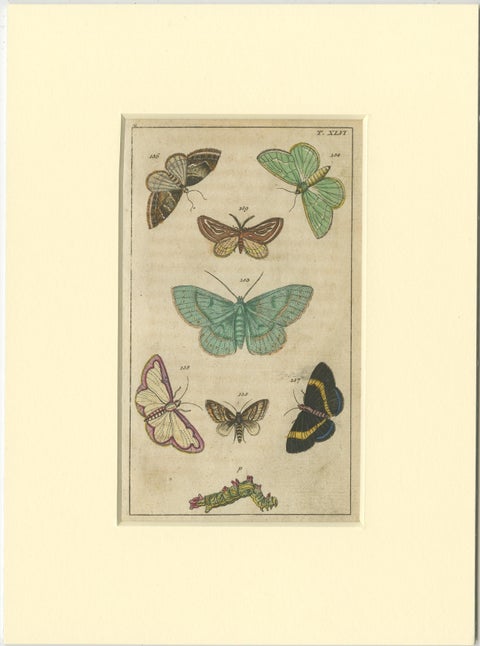 Set of 6 Antique Butterfly Prints Also Showing Caterpillars and Pupae, 1810, view 4