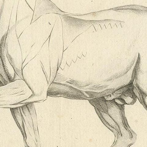 Antique Print of an Écorché of a Horse by Fessard, '1819', close-up 2