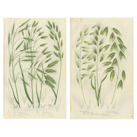 Sweet Cyperus and Brown Cyperus Botanical Prints, Hand-Colored, 1873