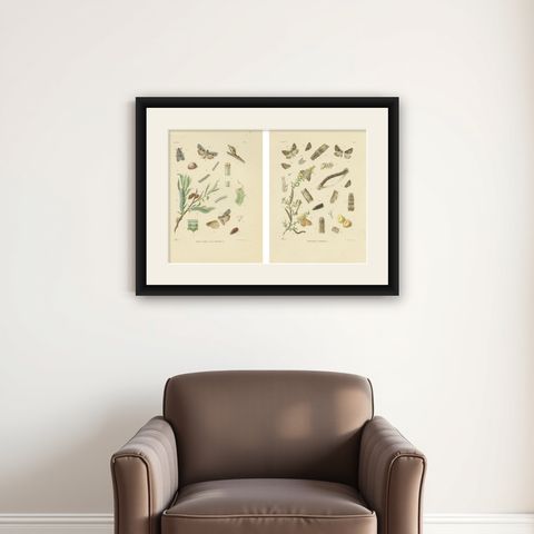 Antique Moth Pair Xylina Lambda Ortholithia by Sepp & Brants - Handcolor, 1905, shown framed on a wall
