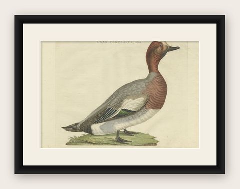 Antique Bird Print of the Male Eurasian Wigeon or Widgeon, 1797, shown framed