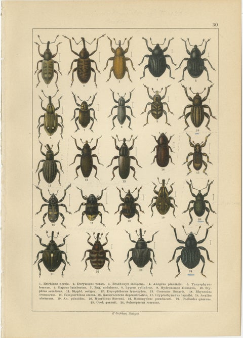 Antique Weevil Beetle Chromolithographs, Curculionidae Plates, Calwer 1893, view 5
