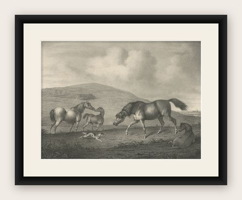 Original Antique Lithograph of a Horse Showing the Passion 'Affection', 1827, shown framed