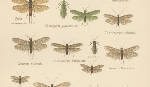 Set of Two Entomological Lithographs from Die Geradflügler, Germany, 1908, close-up 5