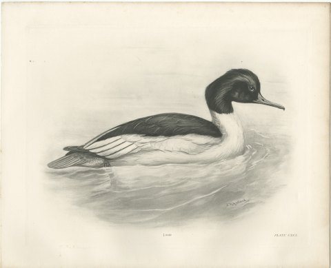 Goosander Drake Swimming, Plate CXCI after Lilian Medland, c. 1909, view 2