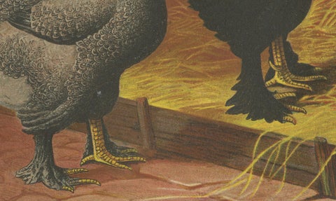 The Majestic Dark Brahma - A Rare 19th Century Poultry Lithograph, 1888, close-up 1