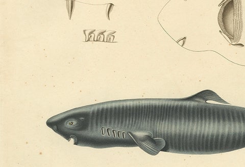 Rare Hand-Colored Antique Engraving of A Greenland Shark, 1842, close-up 2
