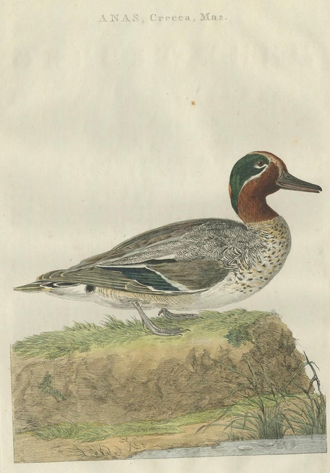 Male Eurasian Teal, Antique Dutch Bird Print by Sepp & Nozeman, 1789, close-up 3