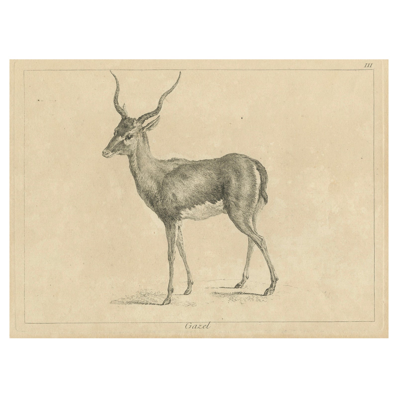 Graceful Gazelle: An Elegant Etching - Published circa 1740