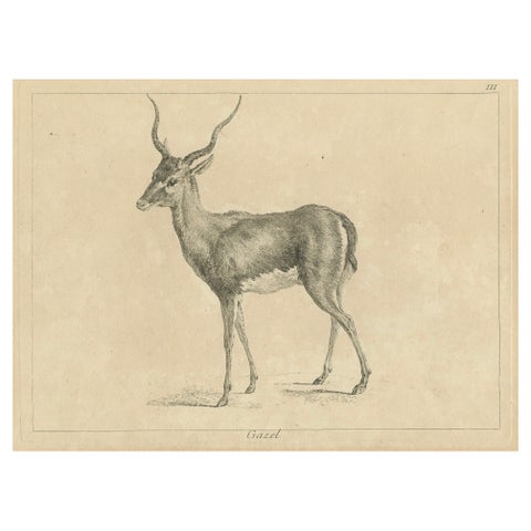 Graceful Gazelle: An Elegant Etching - Published circa 1740