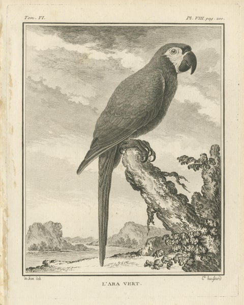 Original Antique Bird Engraving of a Green Macaw, view 3