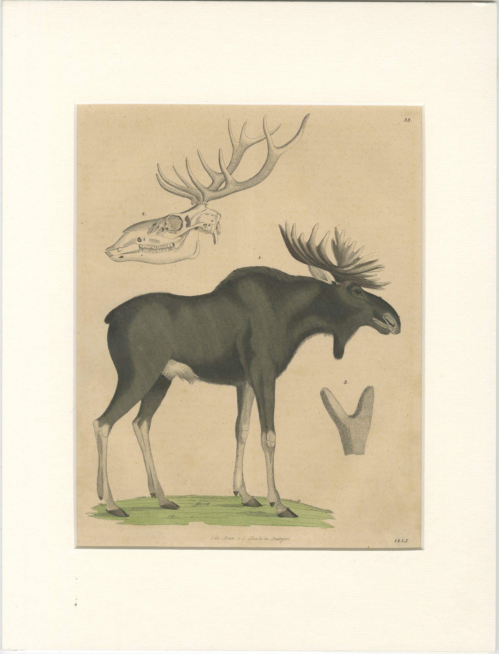 Antique Moose / Eurasian Elk & Antler Anatomy Lithograph, 1845