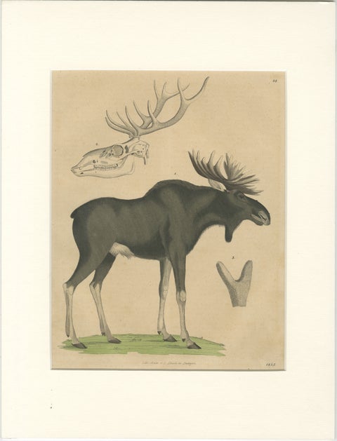 Antique Moose / Eurasian Elk & Antler Anatomy Lithograph, 1845