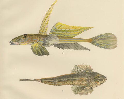 Common Dragonet - Graceful Hand-Coloured Scandinavian Fish Lithograph, 1895, close-up 1