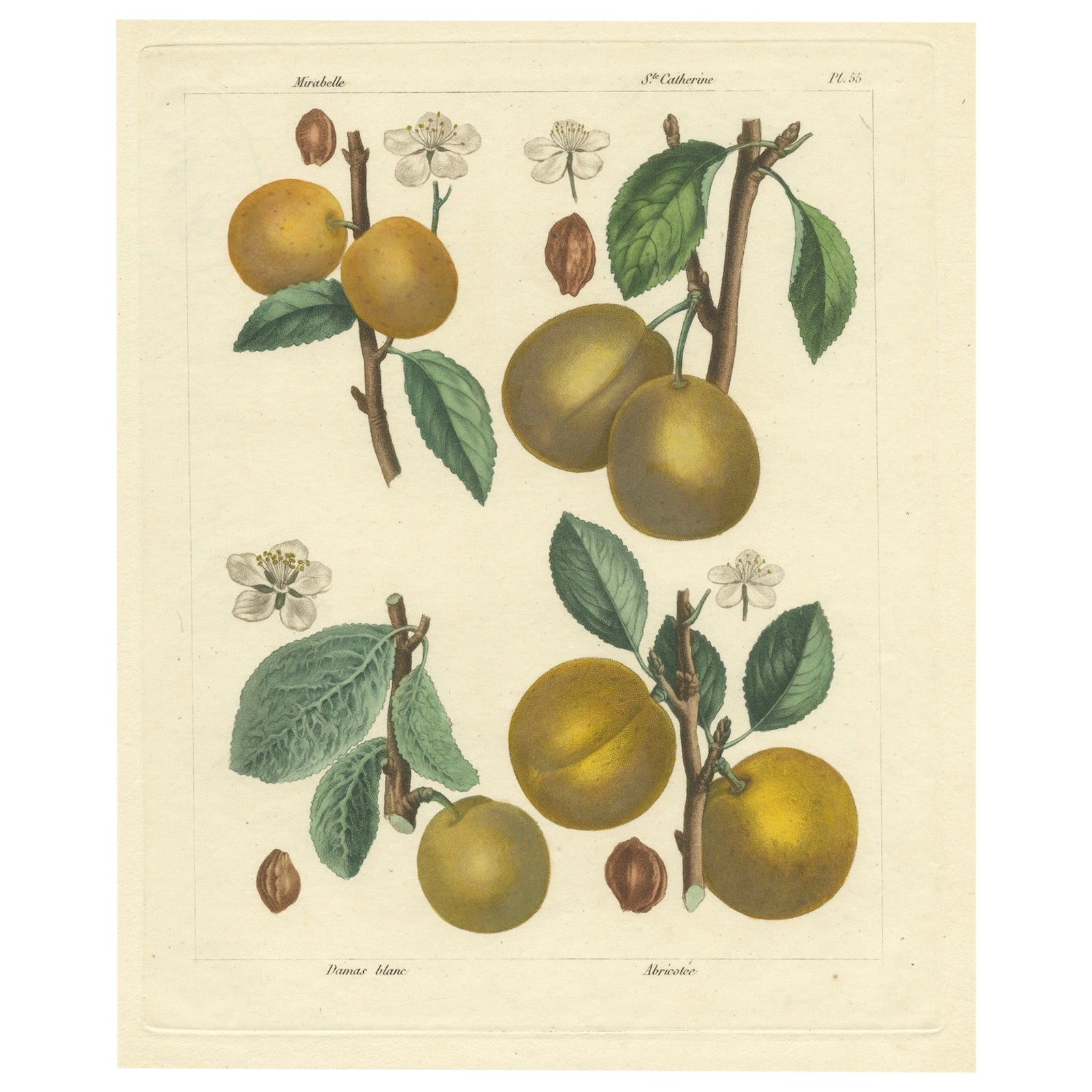 Botanical Print: Mirabelle, St. Catherine, White Plum & Apricot, 1821