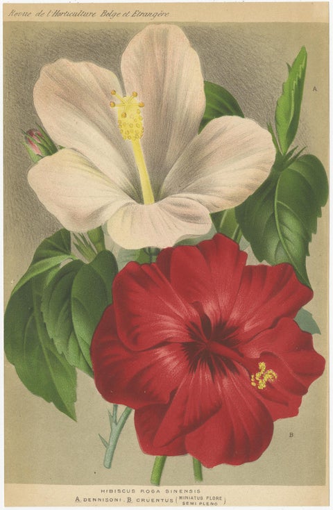 Set of 2 Antique Botany Prints, Hibiscus Rosa-Sinensis, Pavonia 'circa 1890', view 2