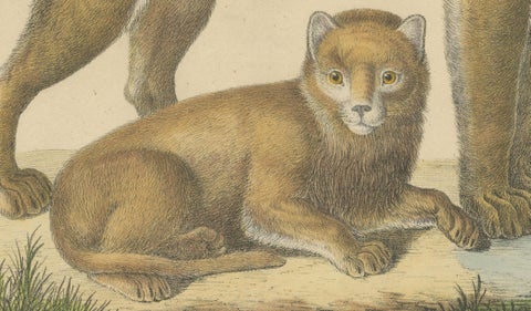 Lioness and Cub, Brodtmann Hand-Colored Natural History Lithograph, 1816, close-up 3