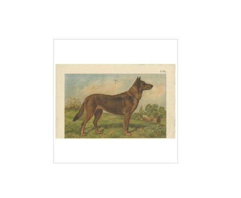 Antique Dog Print of a German Shepherd by Th. Breidwiser, 1879, view 4