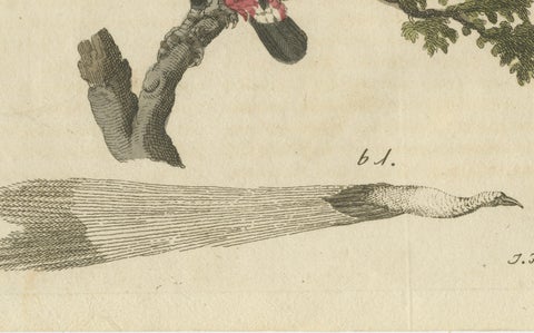 Original Antique Print of Toucan, Hornbill and Birds of Paradise, 1790, close-up 5