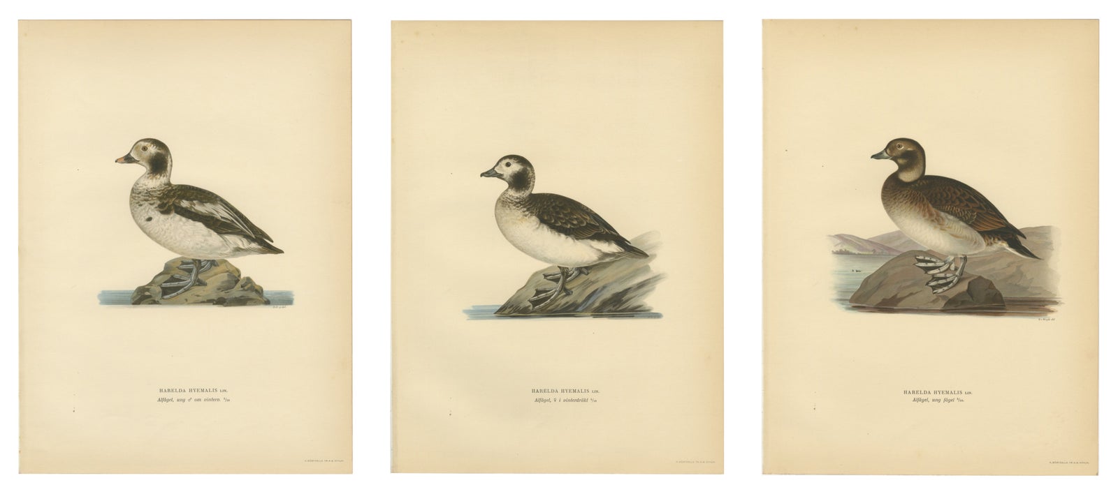 Antique Long-Tailed Duck Bird Lithographs Set of 3, Harelda Hyemalis, 1929