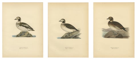 Antique Long-Tailed Duck Bird Lithographs Set of 3, Harelda Hyemalis, 1929