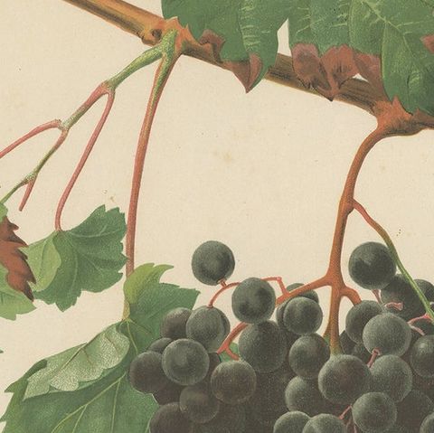 Rare Original Antique Lithograph of the Petit Bouschet Grape Variety, 1890, close-up 2