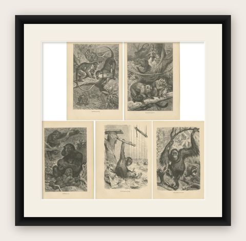 Set of 5 Antique Monkey Prints, Gorilla, Chimpanzee, by Brehm 'c.1890', shown framed
