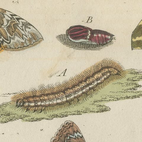 Underwing and Tiger Moths with Caterpillars, Antique Bertuch Print, circa 1805, close-up 6
