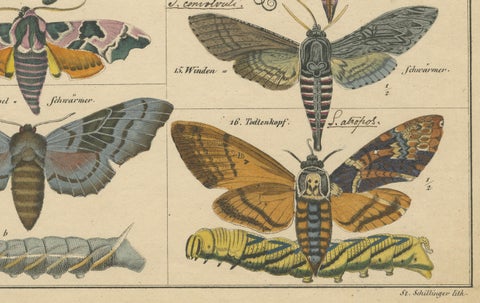 Wondrous Moths and Hawkmoths, Hand-Colored 19th-Century Natural History Print, close-up 5
