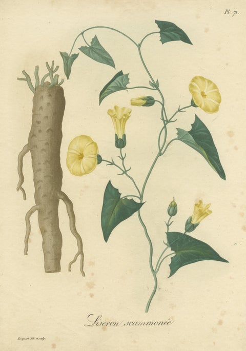 Antique Botanical Print of Convolvulus Scammonia, or Scammony, ca.1821, view 3