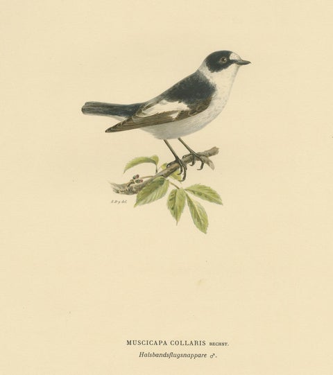Antique Bird Print of the White-Collared Flycatcher by Von Wright, 1927, view 4