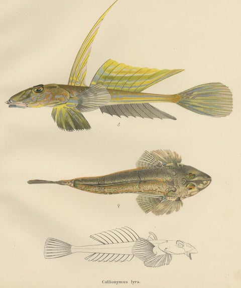 Common Dragonet - Graceful Hand-Coloured Scandinavian Fish Lithograph, 1895, close-up 5