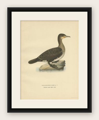 Antique Bird Print of a Young Great Cormorant by Von Wright, 1929, shown framed