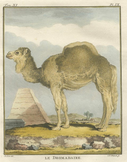 Antique Dromedary Camel Engraving, Buffon Hand-Coloured Print Amsterdam 1769, close-up 2