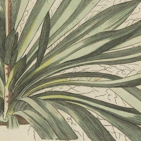 Yucca Adam's Needle in Full Flower, Antique Bertuch Print, circa 1812, close-up 1
