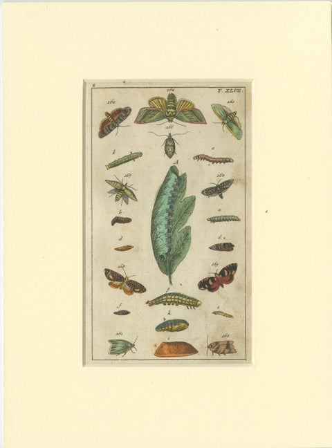 Set of 6 Antique Butterfly Prints Also Showing Caterpillars and Pupae, 1810, view 3