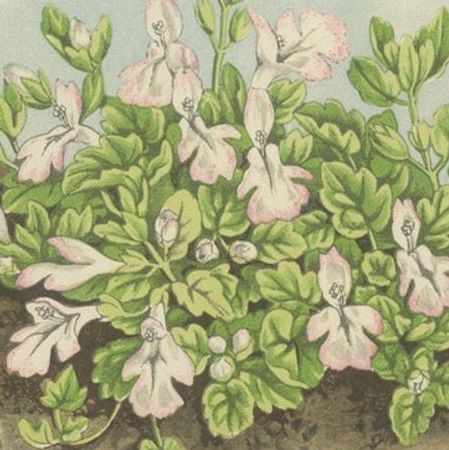 Corsican Betony and Coral Bead Plant, Hand-Coloured Botanical Print, 1874, close-up 5