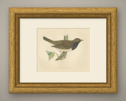 Black Throated Thrush with Leaves, Antique Hand Colored Print, 1896, shown framed