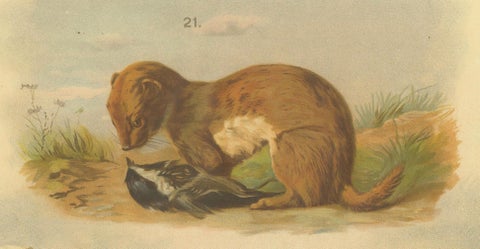 Large Antique Zoology Poster, Stoat, Weasel, Polecat c.1880, close-up 6