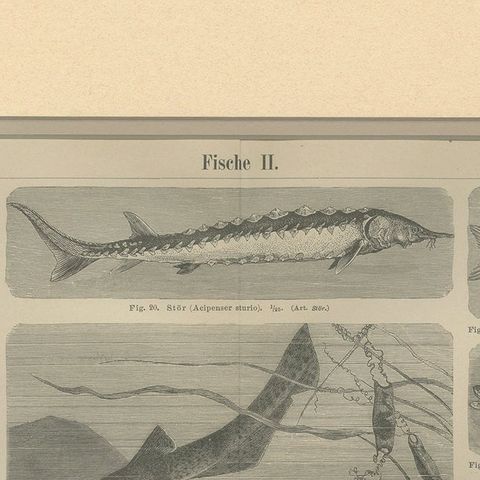 Antique Print of Tuna and Other Fishes, c.1890', close-up 1