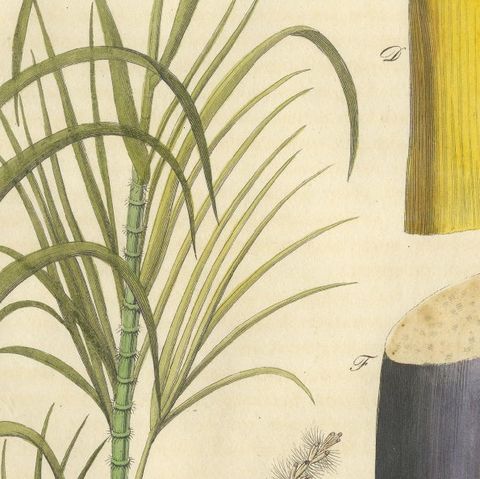 Antique Sugarcane Botanical Print, Saccharum officinarum, Hand Colored, c.1831, close-up 5
