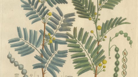 Antique Gum Arabic Botanical Print, Acacia Arabica & Acacia Vera, c.1831, close-up 3