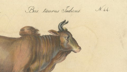 Indian Zebu Bull and Extinct Aurochs Natural History Lithograph, 1816, close-up 4